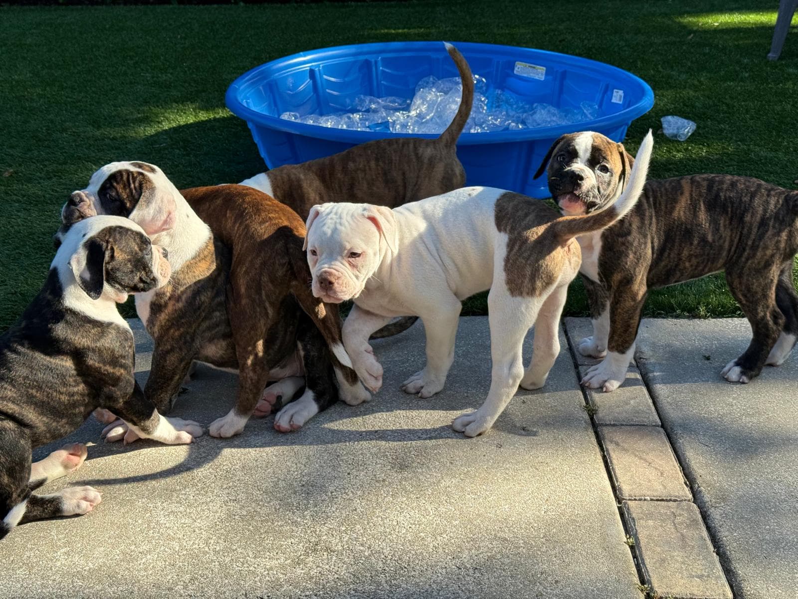 Rosebull American Bulldog puppies playing around a kiddie pool of empty water bottles, used for safe puppy enrichment