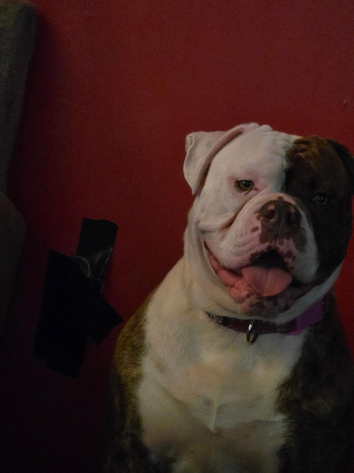 Goldie at one year old, sent by owner Troy Davis
