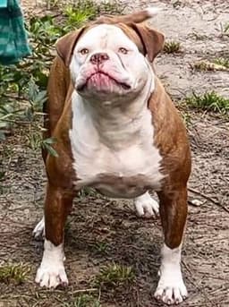 Musclefreak's Coco Chanel