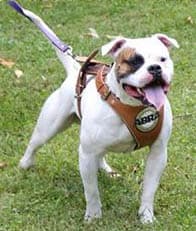 Valor's Bulldog Mr. Lucky @ RoseBull