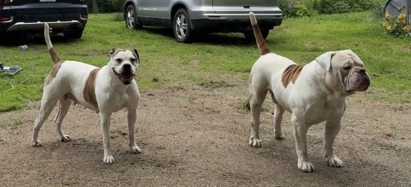 Bay Area Bullies' Logic @ Rosebull x RoseBull Legacy litter