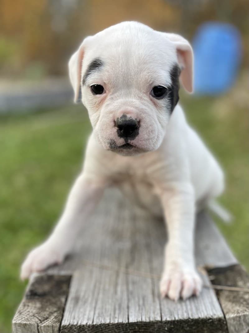 Penny as a puppy