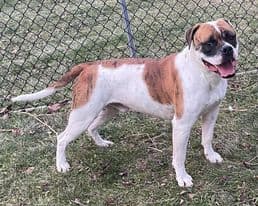 Tiger, a White & brindle American Bulldog looking for a home